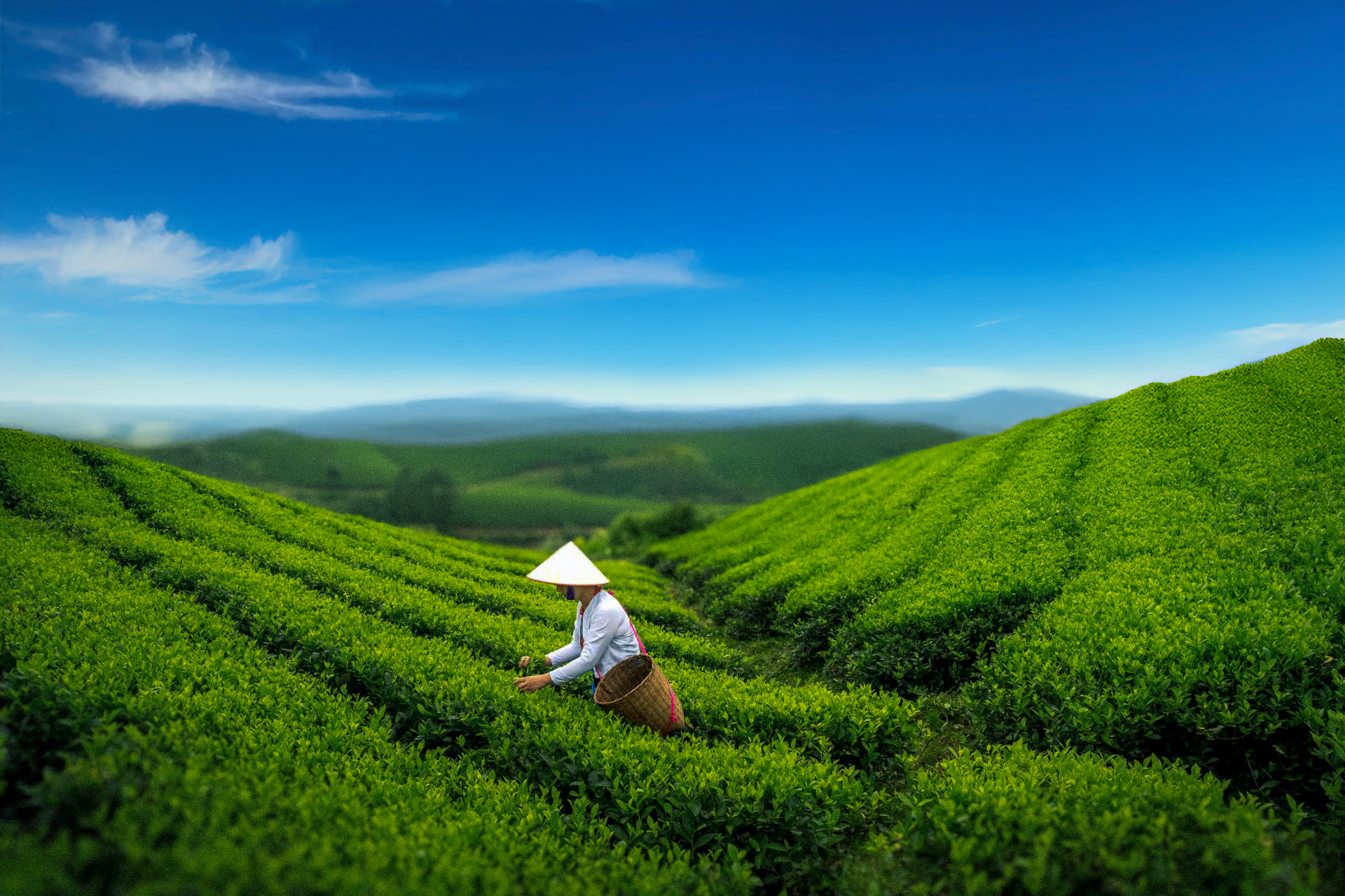How Do We Select the Tea That Suits Your Cup? The Journey from Leaf to Liquor!