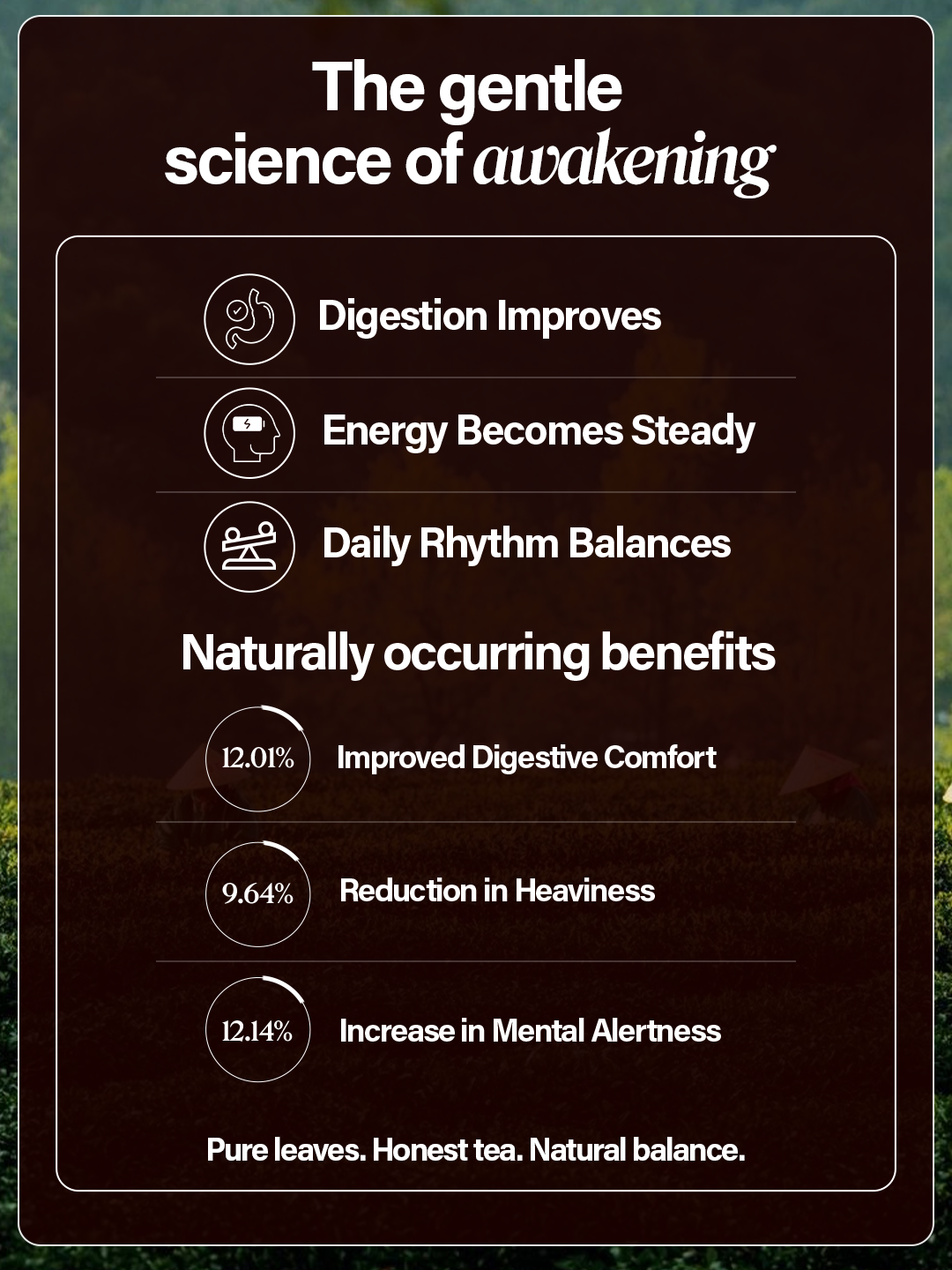 Chaéo Everyday Assam Tea – Family Pack