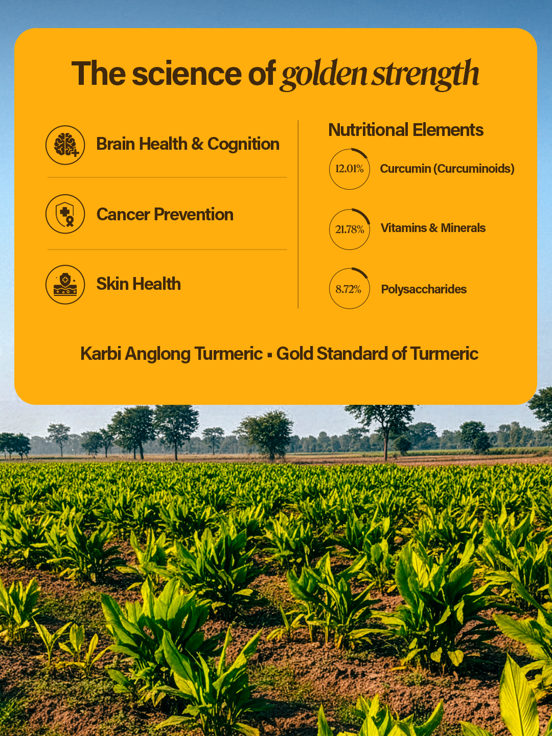 Saréo Turmeric Powder – 100% Natural Karbi Anglong Product