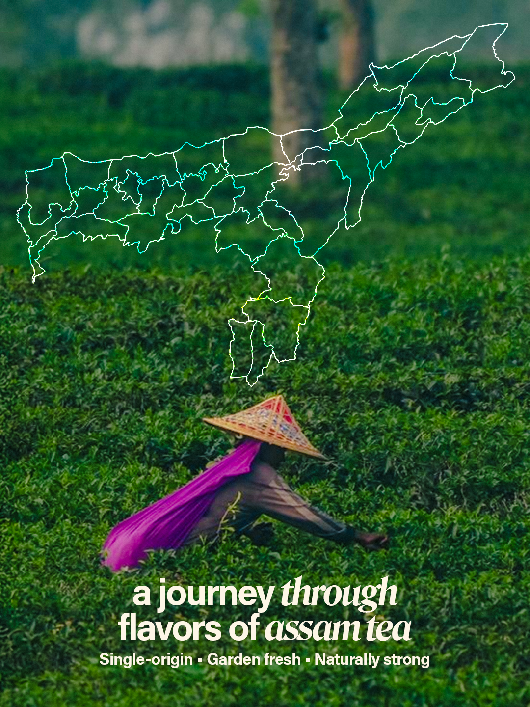 Chaéo Everyday Assam Tea – Family Pack