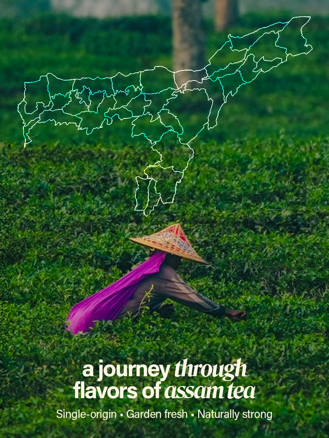 Chaéo Classic – Authentic Assam Garden Black Tea