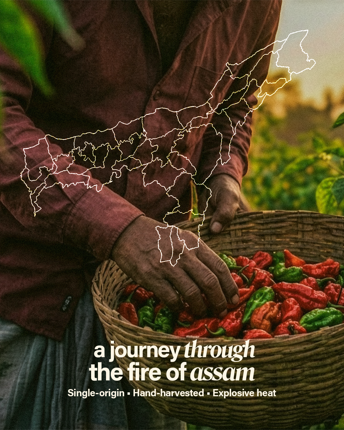 Saréo Bhut Jolokia Pickle – The Fire of Assam