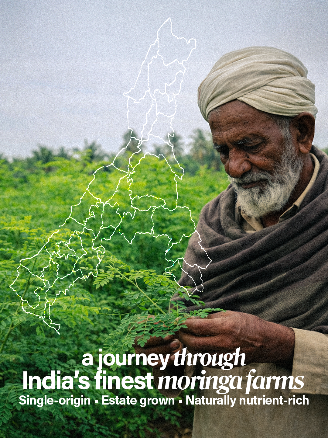 Organic Moringa Powder – Daily Health Boost