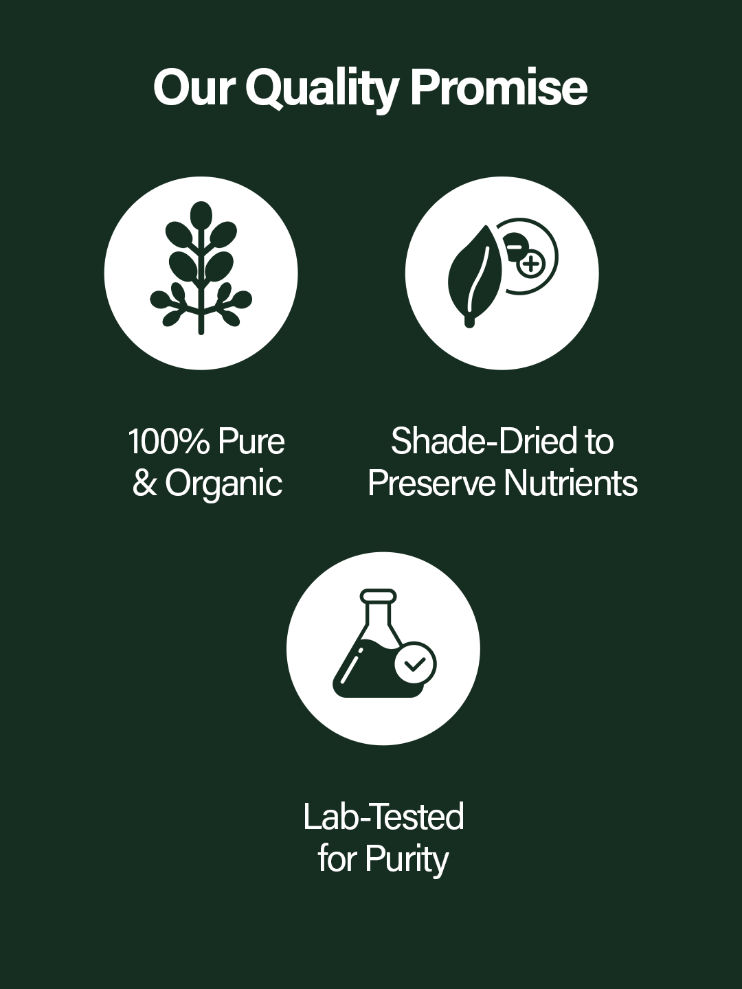 Organic Moringa Powder – Daily Health Boost